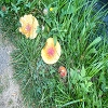 Plants: image 24 Of 208 Thumb